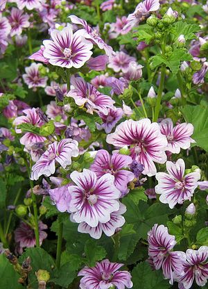 ZEBRINA MUSK MALLOW