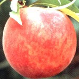 ELBERTA PEACH