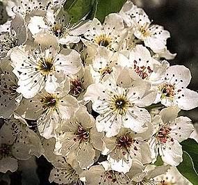 CLEVELAND SELECT ORNAMENTAL PEAR