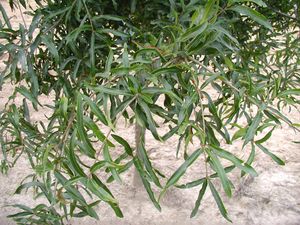 WILLOW OAK