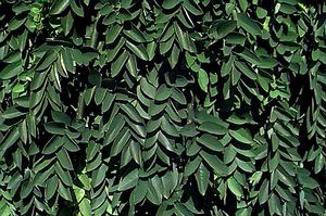 JAPANESE PAGODA TREE
