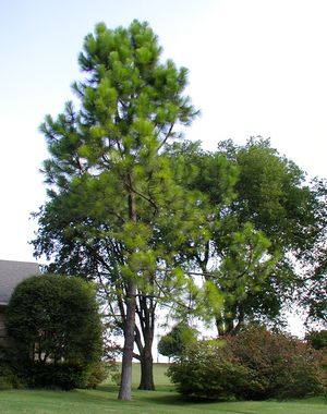 LOBLOLLY PINE