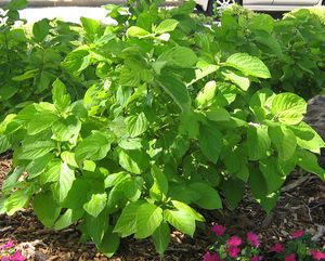 GARDEN GLOW™ DOGWOOD