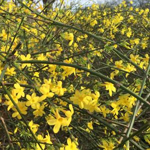 WINTER JASMINE