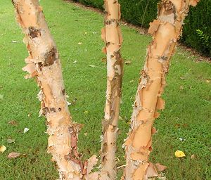 HERITAGE® RIVER BIRCH