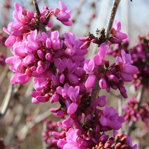 AVONDALE REDBUD