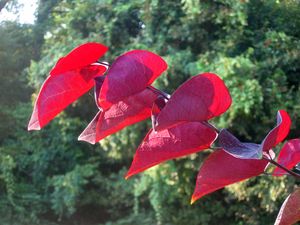 BURGUNDY HEARTS™ REDBUD
