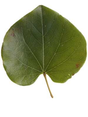 EASTERN REDBUD