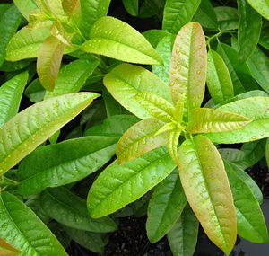 SOURWOOD