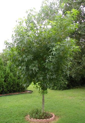 CHEROKEE™ SWEETGUM