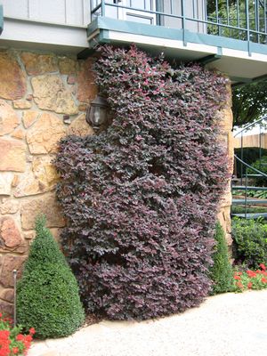 PLUM PURPLE LOROPETALUM