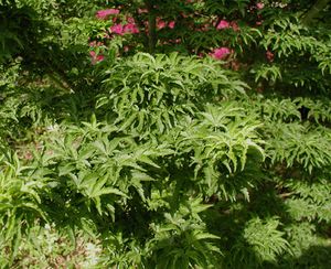 LION'S HEAD UPRIGHT JAPANESE MAPLE