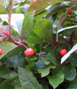 MARLBERRY