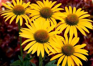 MAC 'N CHEESE CONEFLOWER