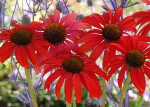 TOMATO SOUP CONEFLOWER