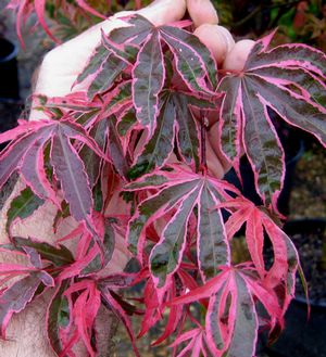 SHIRAZZ UPRIGHT JAPANESE MAPLE