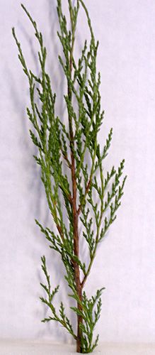 COLOGREEN JUNIPER