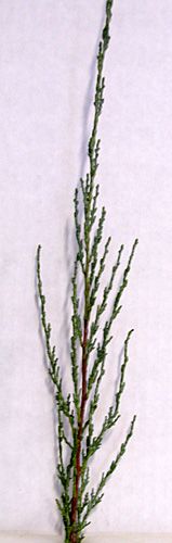 SKYROCKET JUNIPER