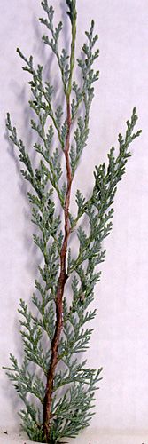 WICHITA BLUE JUNIPER