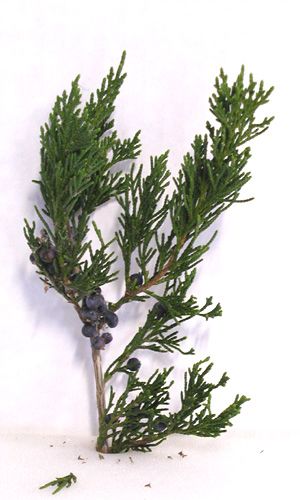 ADMIRAL JUNIPER