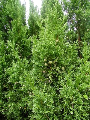 AMES JUNIPER