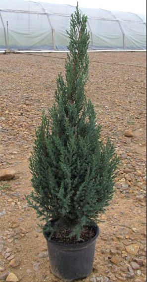 BLUE POINT JUNIPER