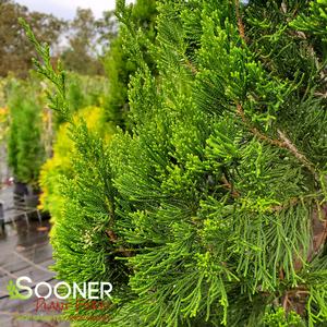 CANAERTI JUNIPER
