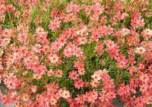 RUM PUNCH TICKSEED