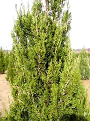 SPARTAN JUNIPER
