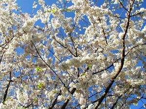 YOSHINO FLOWERING CHERRY