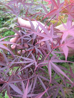 BENI OTAKE UPRIGHT JAPANESE MAPLE