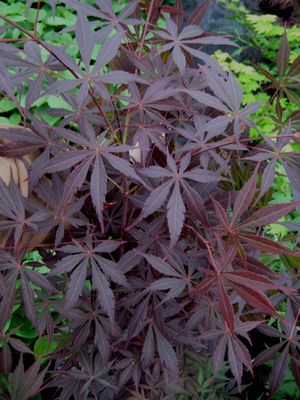 BURGUNDY LACE UPRIGHT JAPANESE MAPLE