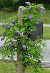 AMETHYST FALLS WISTERIA