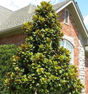 TEDDY BEAR® MAGNOLIA