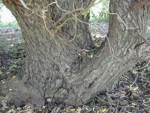 CORKSCREW WILLOW