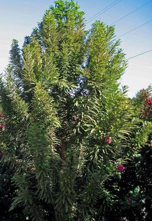 PEVE MINARET BALD CYPRESS