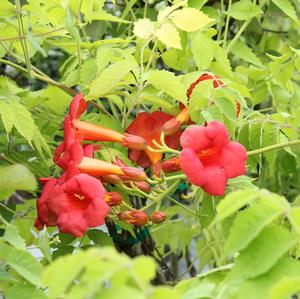 MADAME ROSY® TRUMPET VINE