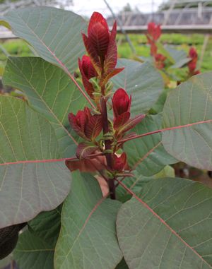 GRACE SMOKETREE