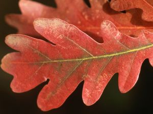 CRIMSON SPIRE™ OAK