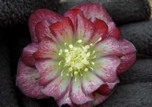 HARLEQUIN GEM WINTER JEWELS™ LENTEN ROSE