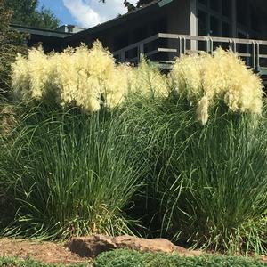 JET STREAMS™ DWARF PAMPAS GRASS