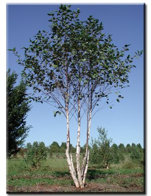 CITY SLICKER RIVER BIRCH