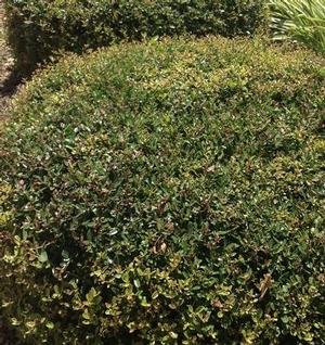 MICRON® DWARF YAUPON HOLLY