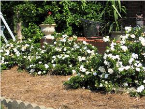 CROWN JEWEL GARDENIA