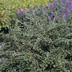 NORTHERN BORDERS™ COTONEASTER