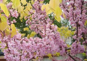 THE RISING SUN™ REDBUD