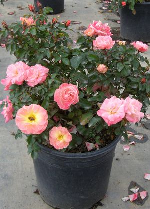PEACH DRIFT® ROSE