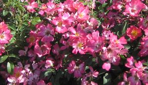 PINK DRIFT® ROSE