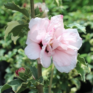 SUGAR TIP® ALTHEA