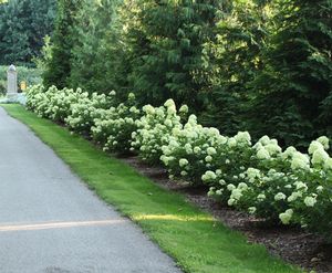 LITTLE LIME® HYDRANGEA